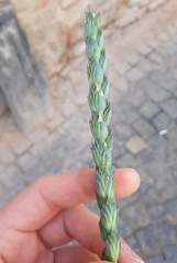 Triticum aestivum