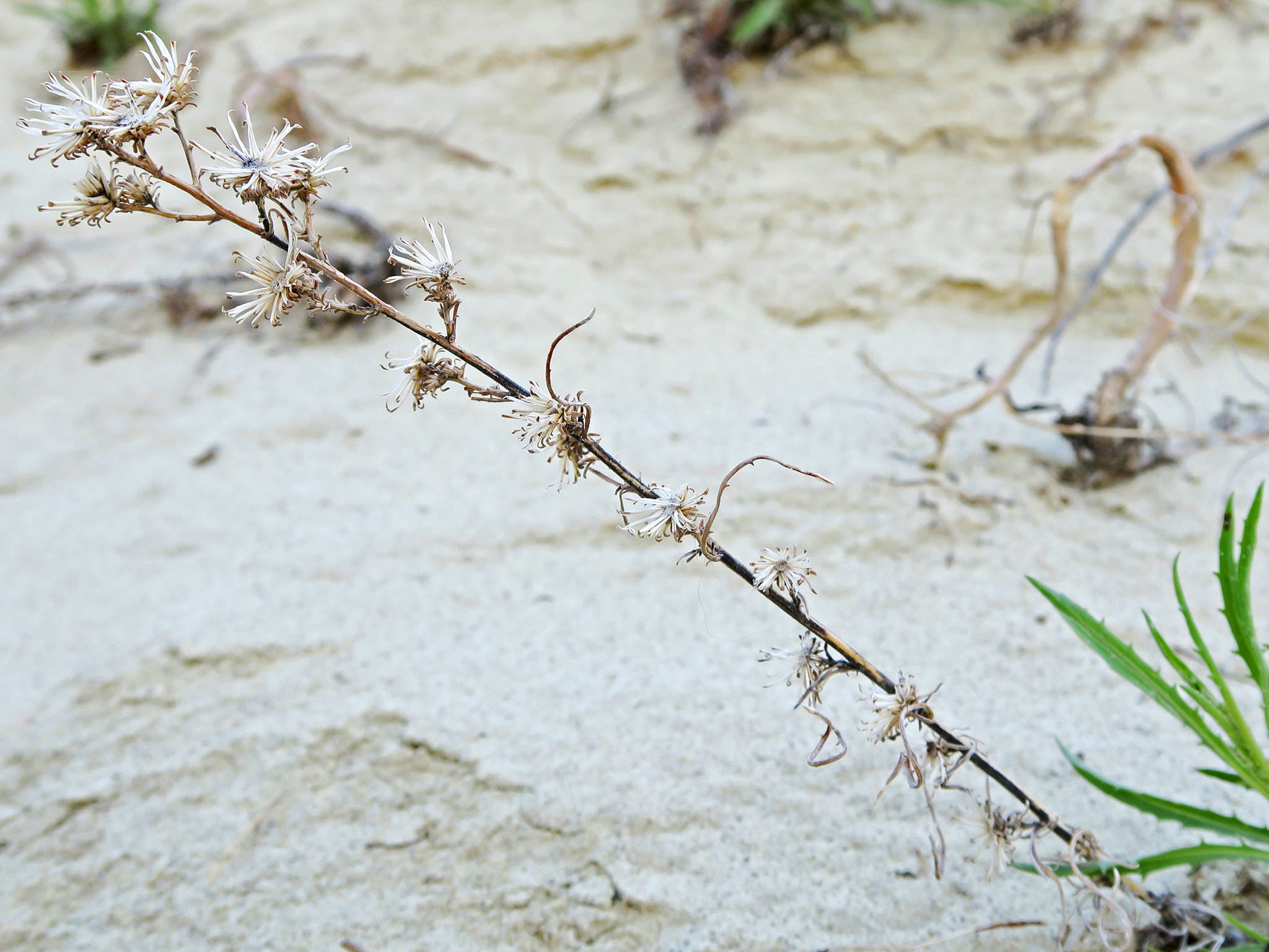 Dieteria canescens var. sessiliflora