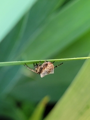 Gibbaranea bituberculata