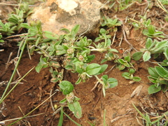 Pseudocistus