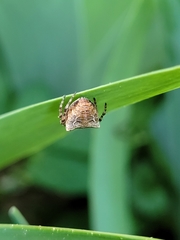 Gibbaranea bituberculata