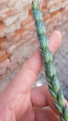 Triticum aestivum