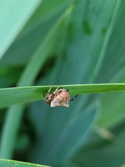 Gibbaranea bituberculata