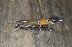 Cosmopterix gemmiferella