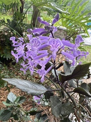 Plectranthus ambiguus