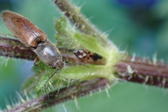 Athous haemorrhoidalis