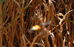 Megascolia maculata flavifrons