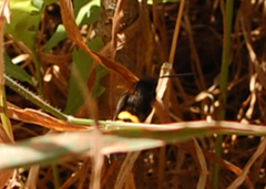 Megascolia maculata flavifrons
