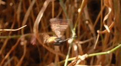 Megascolia maculata flavifrons