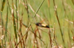 Megascolia maculata flavifrons