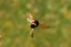 Megascolia maculata flavifrons