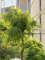 Robinia pseudoacacia