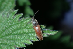Athous haemorrhoidalis