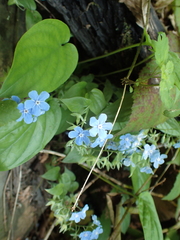 Omphalodes cappadocica