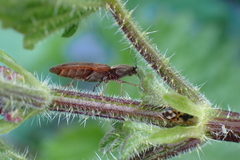 Athous haemorrhoidalis