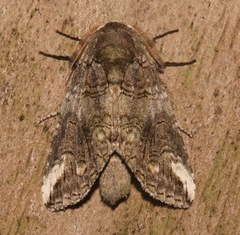 Heterocampa obliqua