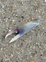 Callinectes similis
