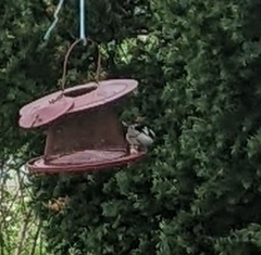 Pheucticus ludovicianus