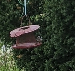 Pheucticus ludovicianus