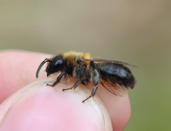 Andrena lapponica