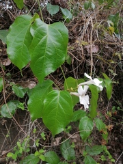 Mansoa alliacea
