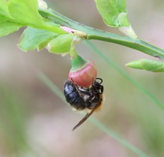 Andrena lapponica