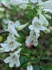 Penstemon alluviorum