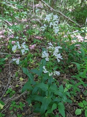 Penstemon alluviorum