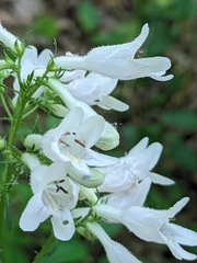 Penstemon alluviorum
