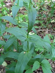 Penstemon alluviorum