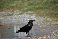 Corvus brachyrhynchos