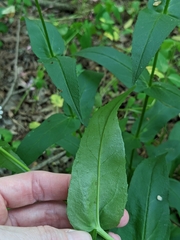 Penstemon alluviorum