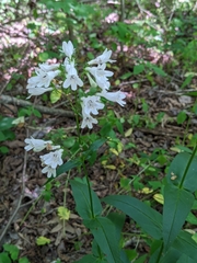 Penstemon alluviorum
