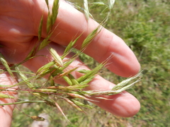 Bromus arvensis