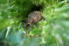 Otiorhynchus armadillo