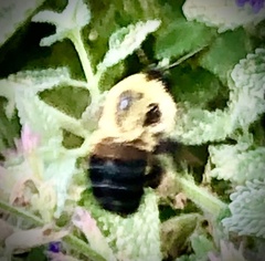 Bombus griseocollis