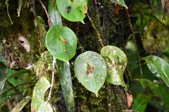 Pleurothallis fossulata