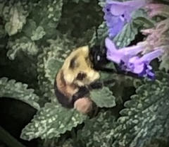 Bombus griseocollis
