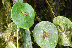 Pleurothallis fossulata