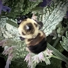 Bombus griseocollis