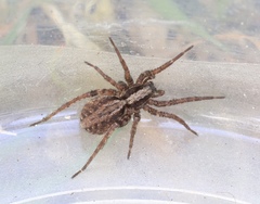 Alopecosa pulverulenta