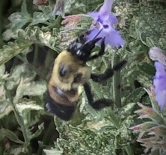 Bombus griseocollis