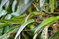Pleurothallis ruscifolia