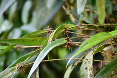 Pleurothallis ruscifolia