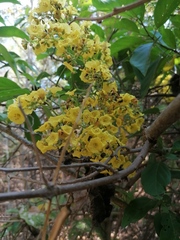 Frieseomelitta nigra