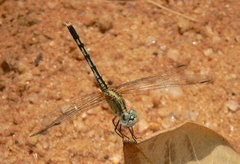 Diplacodes trivialis
