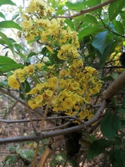 Frieseomelitta nigra