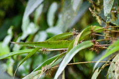 Pleurothallis ruscifolia