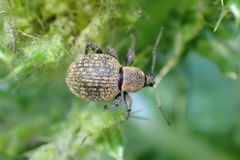Otiorhynchus armadillo