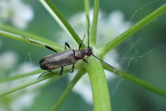 Grammoptera ruficornis